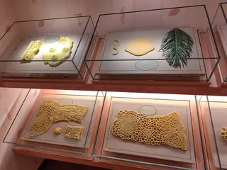 Museo di Storia Naturale – La Specola in Florence – Photo 8 of 8