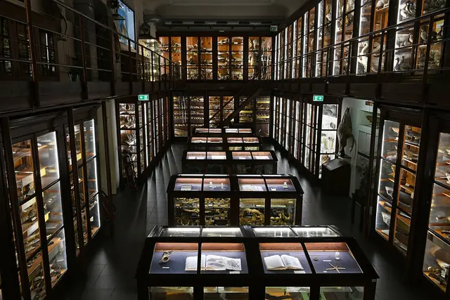 Museo di zoologia Pietro Doderlein in Palermo
