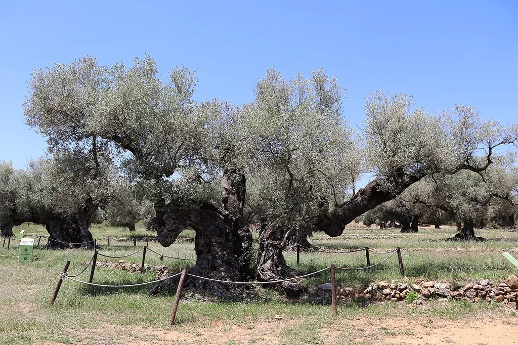 Museo Natural de Olivos Milenarios Pou del Mas in La Jana