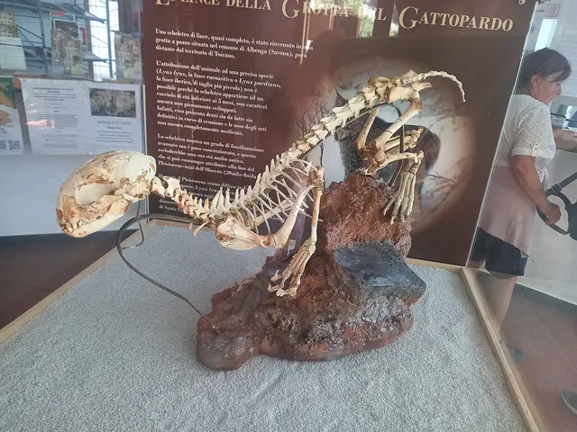 Museo preistorico della Val Varatella «Nino Lamboglia» in Toirano