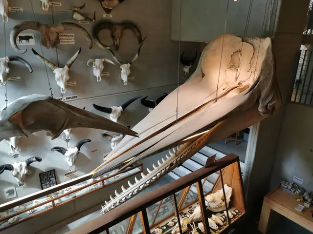 MuseOs in Koksijde