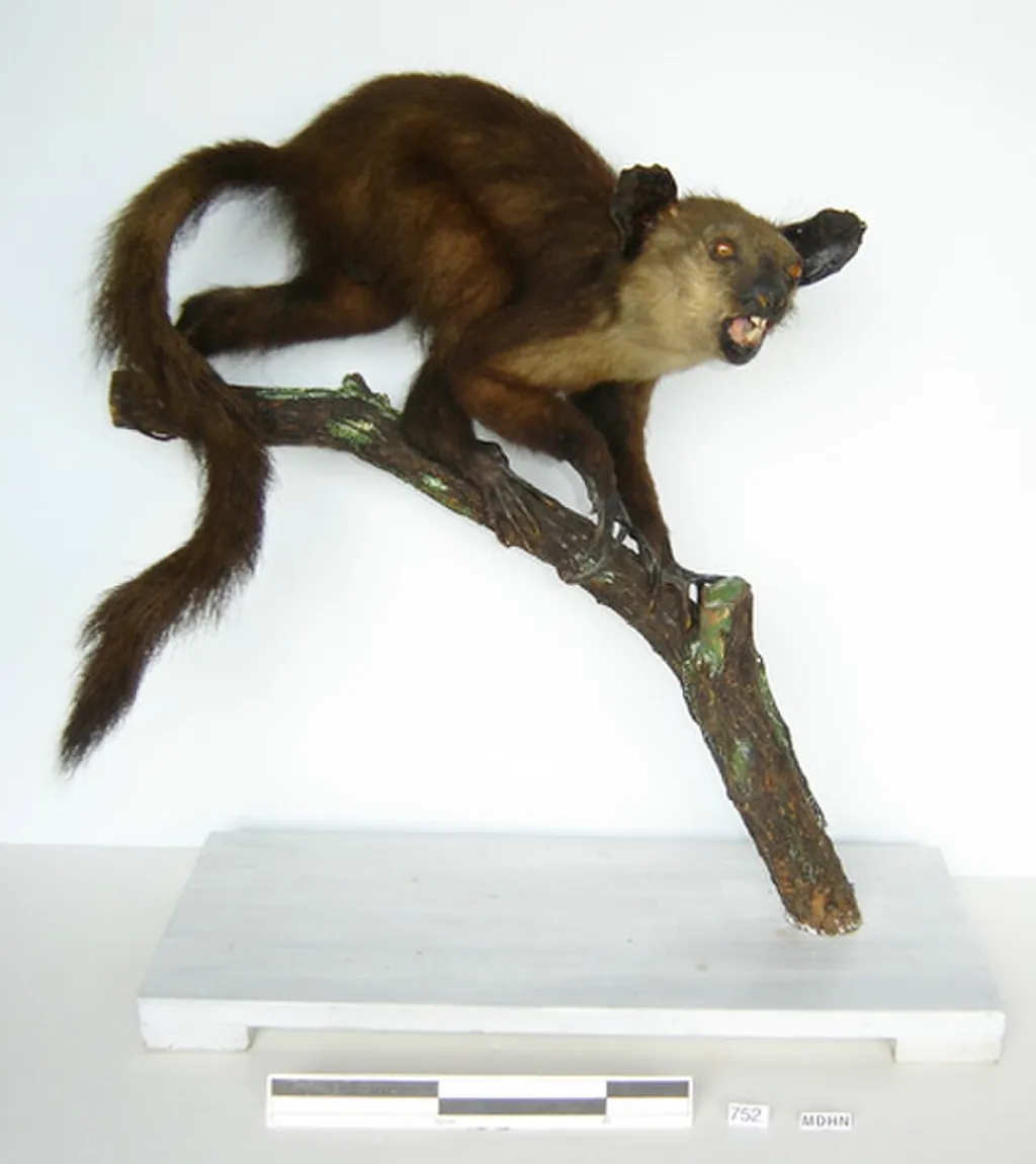 Museu Darder in Banyoles