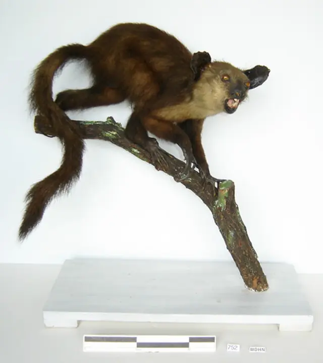 Museu Darder in Banyoles