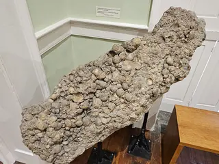 Museu de História Natural do Funchal – Photo 3 of 6