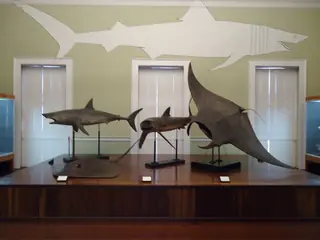 Museu de História Natural do Funchal