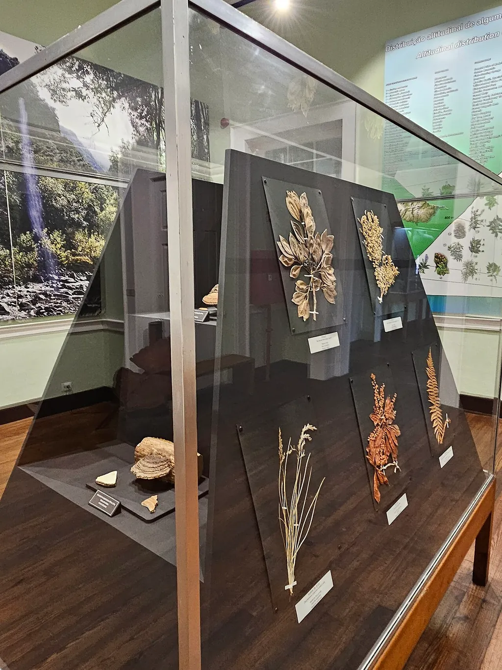 Museu de História Natural do Funchal – Photo 5 of 6
