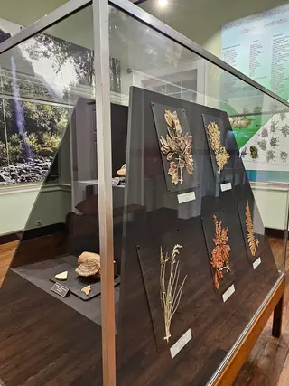 Museu de História Natural do Funchal – Photo 5 of 6