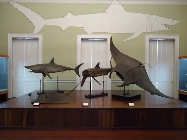Museu de História Natural do Funchal