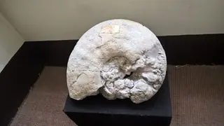 Museu Geológico in Lisboa – Foto 2 de 4