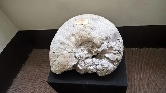 Museu Geológico in Lisboa – Foto 2 de 4