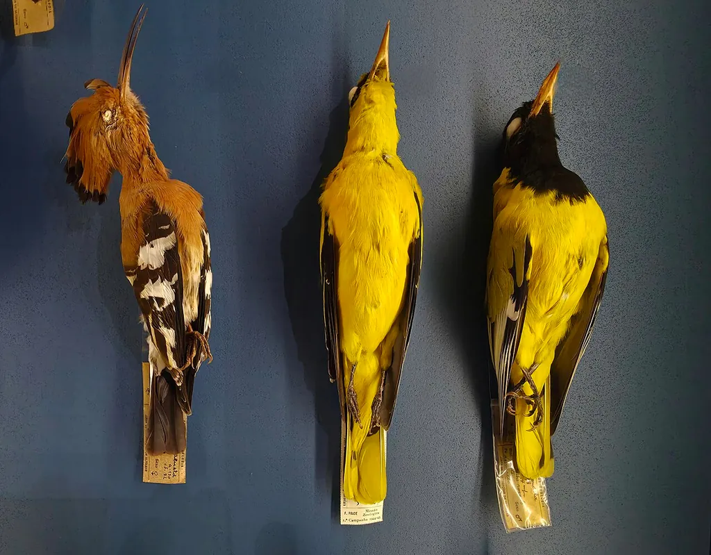 Museu Nacional de História Natural e da Ciência in Lissabon – Bild 9 von 9