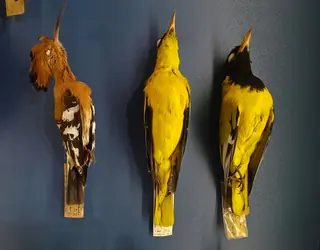 Museu Nacional de História Natural e da Ciência in Lissabon – Bild 9 von 9