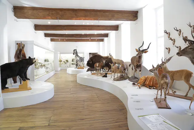 Muséum d'histoire naturelle de Troyes