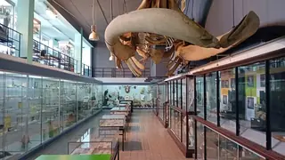 Museum voor Dierkunde in Lovaina
