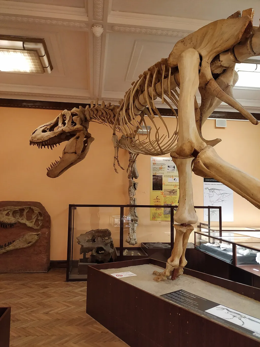 Muzeum Ewolucji Instytutu Paleobiologii PAN in Warszawa – Zdjęcie 2 z 6