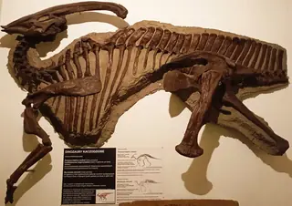 Muzeum Ewolucji Instytutu Paleobiologii PAN in Warszawa – Zdjęcie 3 z 6