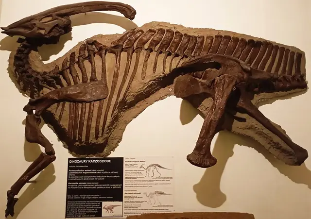 Muzeum Ewolucji Instytutu Paleobiologii PAN in Warszawa – Zdjęcie 3 z 6