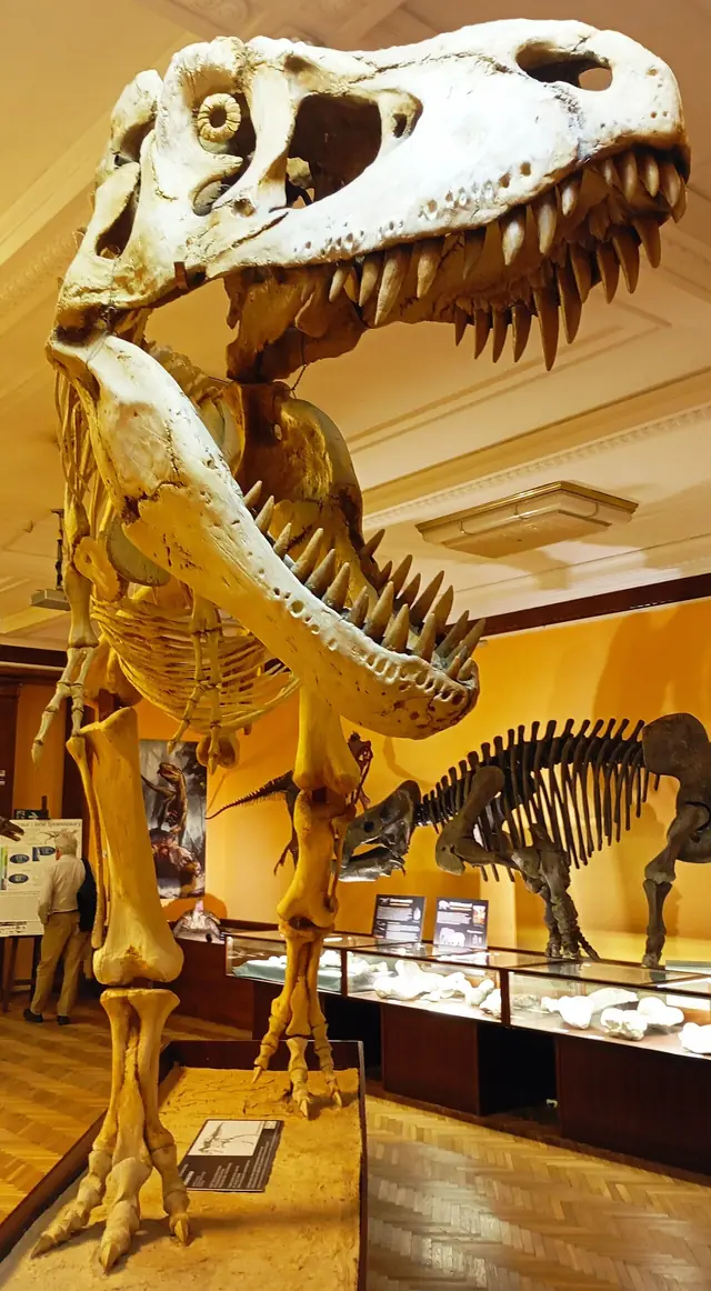 Muzeum Ewolucji Instytutu Paleobiologii PAN in Warszawa – Zdjęcie 4 z 6