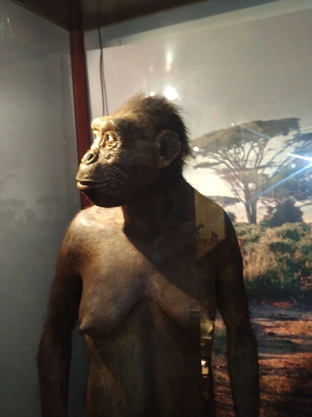 Muzeum Ewolucji Instytutu Paleobiologii PAN in Warszawa – Zdjęcie 5 z 6