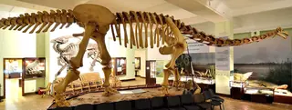 Muzeum Ewolucji Instytutu Paleobiologii PAN in Varsavia