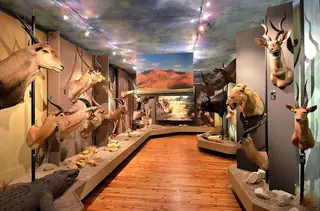 Muzeum Łowiectwa i Jeździectwa in Warszawa – Zdjęcie 1 z 4