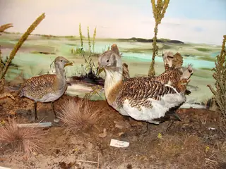 Muzeum Przyrodnicze Wolińskiego Parku Narodowego in Międzyzdroje