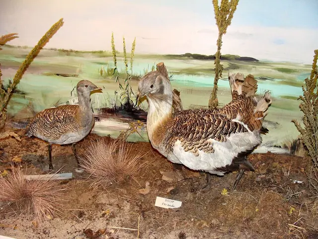 Muzeum Przyrodnicze Wolińskiego Parku Narodowego in Międzyzdroje