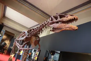 Naturhistorisches Museum Basel in Bâle – Photo 6 sur 10