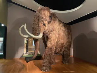 Naturhistorisches Museum Basel in Bâle – Photo 7 sur 10