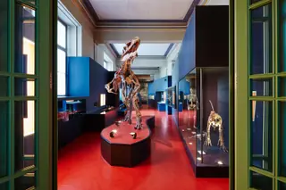 Naturhistorisches Museum Basel in Bâle – Photo 10 sur 10