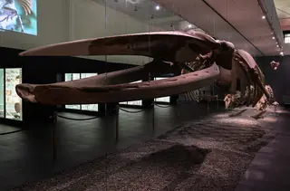 Naturhistorisches Museum Bern in Berne – Photo 2 sur 6
