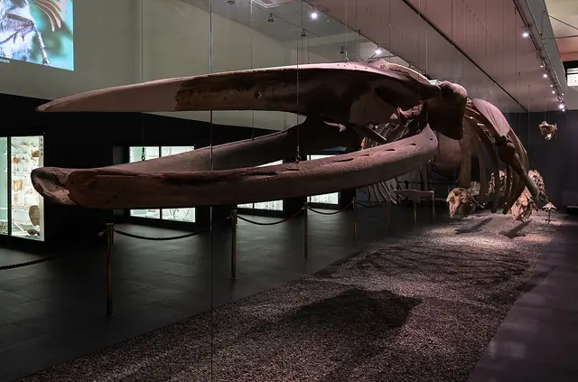 Naturhistorisches Museum Bern in Berne – Photo 2 sur 6