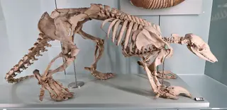 Naturhistorisches Museum Bern in Berne – Photo 5 sur 6
