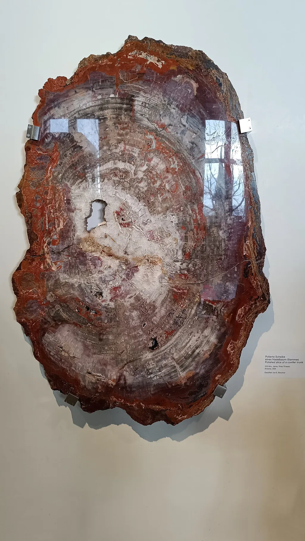 Naturhistorisches Museum der Universität Zürich in Zurich – Photo 3 sur 4