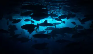 Oceanário de Lisboa – Foto 4 de 10