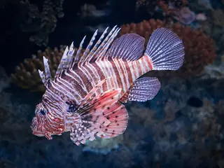 Oceanário de Lisboa – Foto 5 de 10