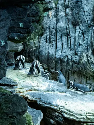 Oceanário de Lisboa – Foto 6 de 10