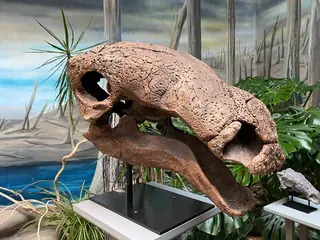 Sauriermuseum Aathal in Aathal-Seegräben – Photo 3 sur 4