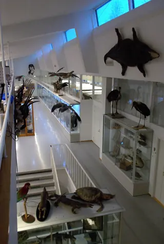 Turun yliopiston eläinmuseo in Turku