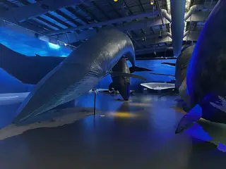 Whales of Iceland in Reykjavík