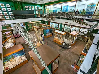Zoology Museum in Aberdeen – Bild 2 von 2