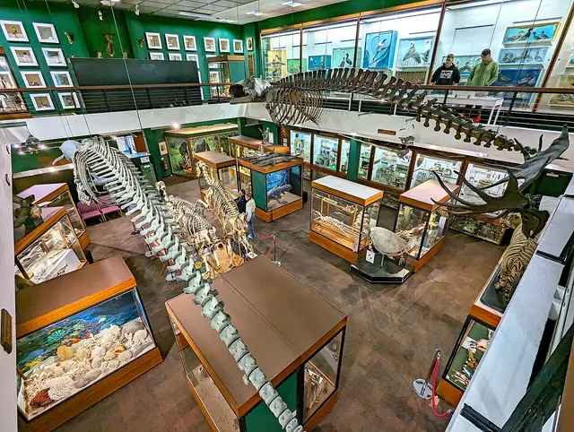 Zoology Museum in Aberdeen – Bild 2 von 2